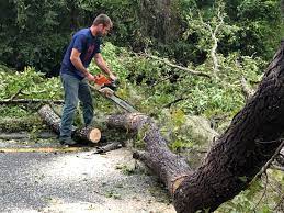 How Our Tree Care Process Works  in  Brazil, IN